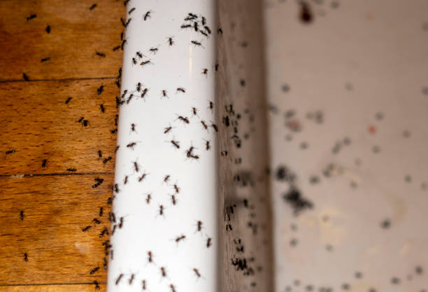 Best Pest Prevention Services  in Holbrook, NY