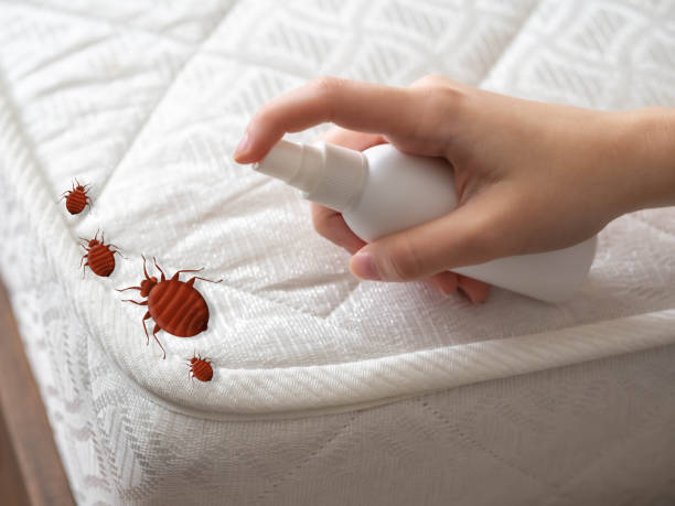 Best Spider Control Near Me  in Holbrook, NY